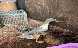 Ducks poultry for sale: Mixed breed ducks - Image 2