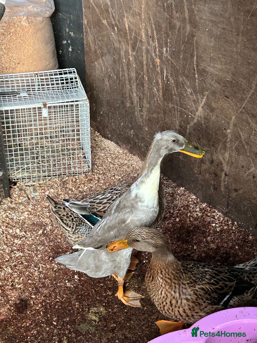 Ducks poultry for sale: Mixed breed ducks - Image 2