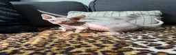 Sphynx cats for sale: GORGEOUS CREAM SPHYNX BOY - TICA - Advert 6