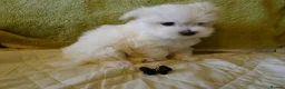 Maltese dogs for sale: KC MALTESE Puppies Males and Female in Bristol - Advert 13