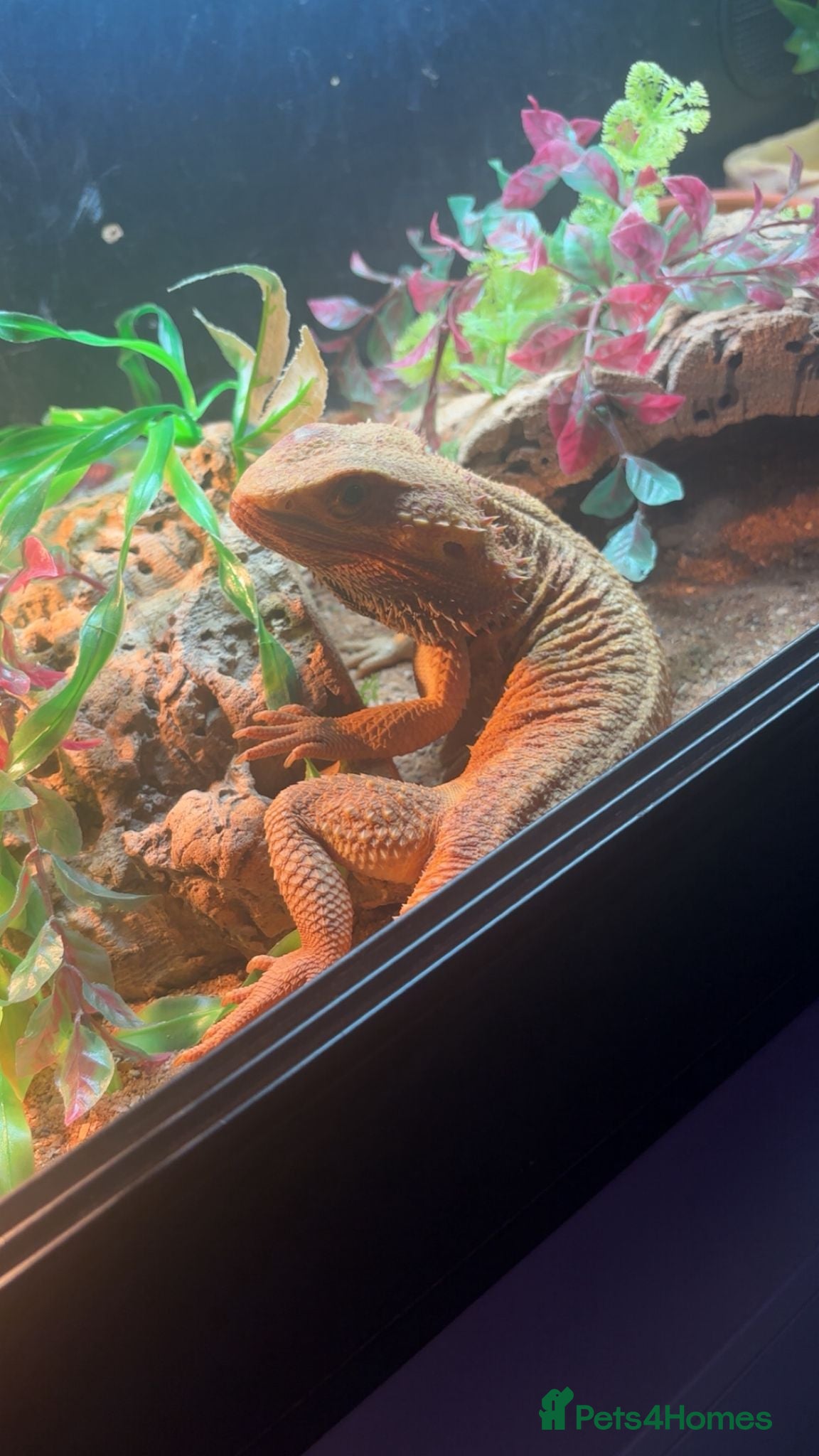 Bearded Dragon reptiles Kojo bearded dragon  - Advert 2