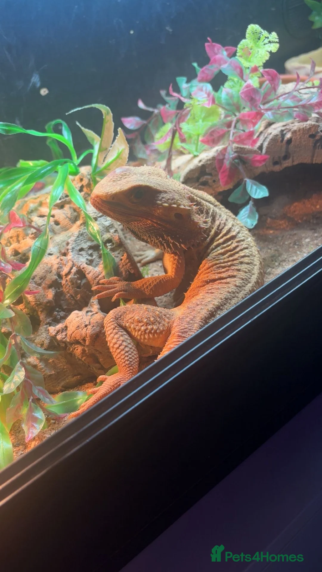 Bearded Dragon reptiles for sale: Kojo bearded dragon  in Torquay - Advert 2