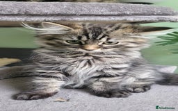 Siberian cats for sale: Beautiful Siberian kittens  - Image 2