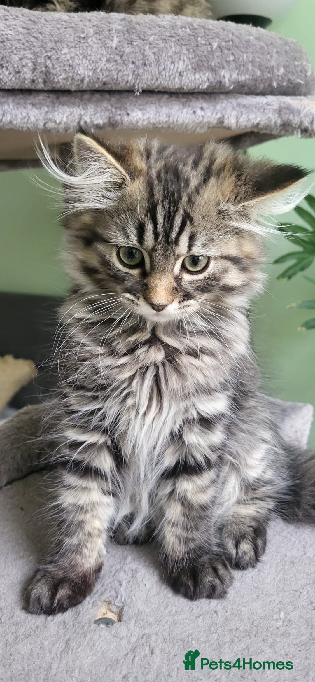 Siberian cats for sale: Beautiful Siberian kittens  - Image 2