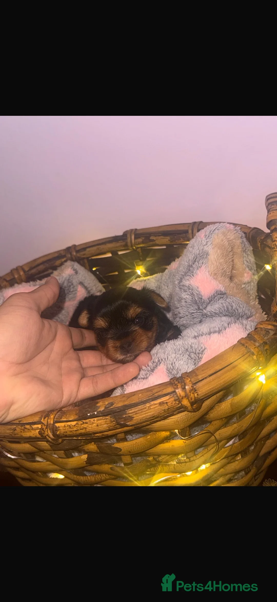 Yorkshire Terrier dogs for sale: Adorable Yorkshire Terrier Puppies 🐶 💖 - Advert 23