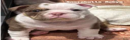 English Bulldog dogs for sale: Beautiful English Bulldog Puppies in Leigh-on-Sea - Advert 14