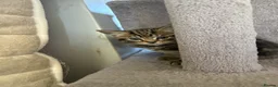 Domestic Shorthair cats for sale: Kittens  - Advert 7