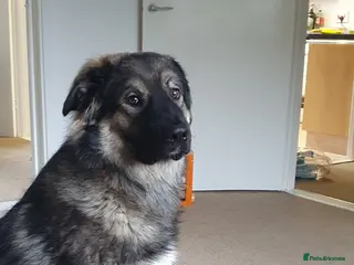 German Shepherd dogs German shepherd cross in Aldershot - Advert 4