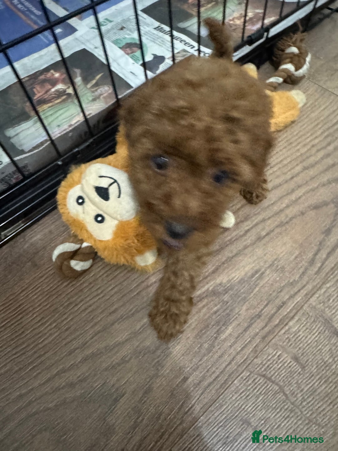 Miniature Poodle dogs for sale: 🐩 Outstanding Deep Red Miniature Poodle Puppies  - Advert 27