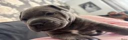 Staffordshire Bull Terrier dogs for sale: Staffordshire bull terrier puppies boy/girl  - Advert 22