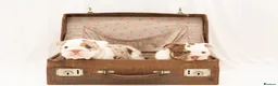 English Bulldog dogs for sale: Beautiful English Bulldog Puppies in Basingstoke - Advert 10