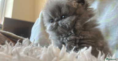 Persian cats - Advert 14