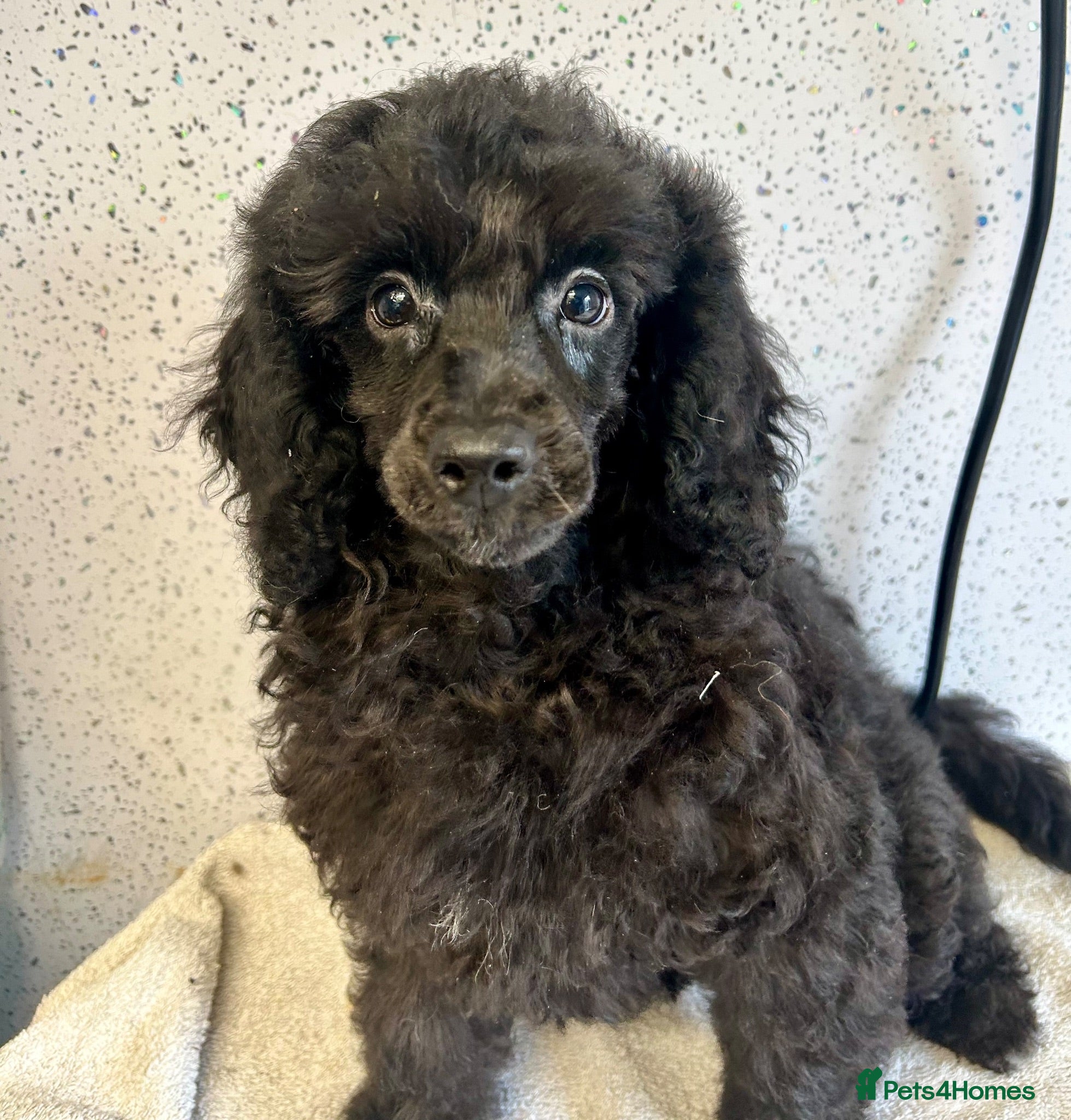 Toy Poodle dogs Three stunning toy poodle girls  - Advert 2