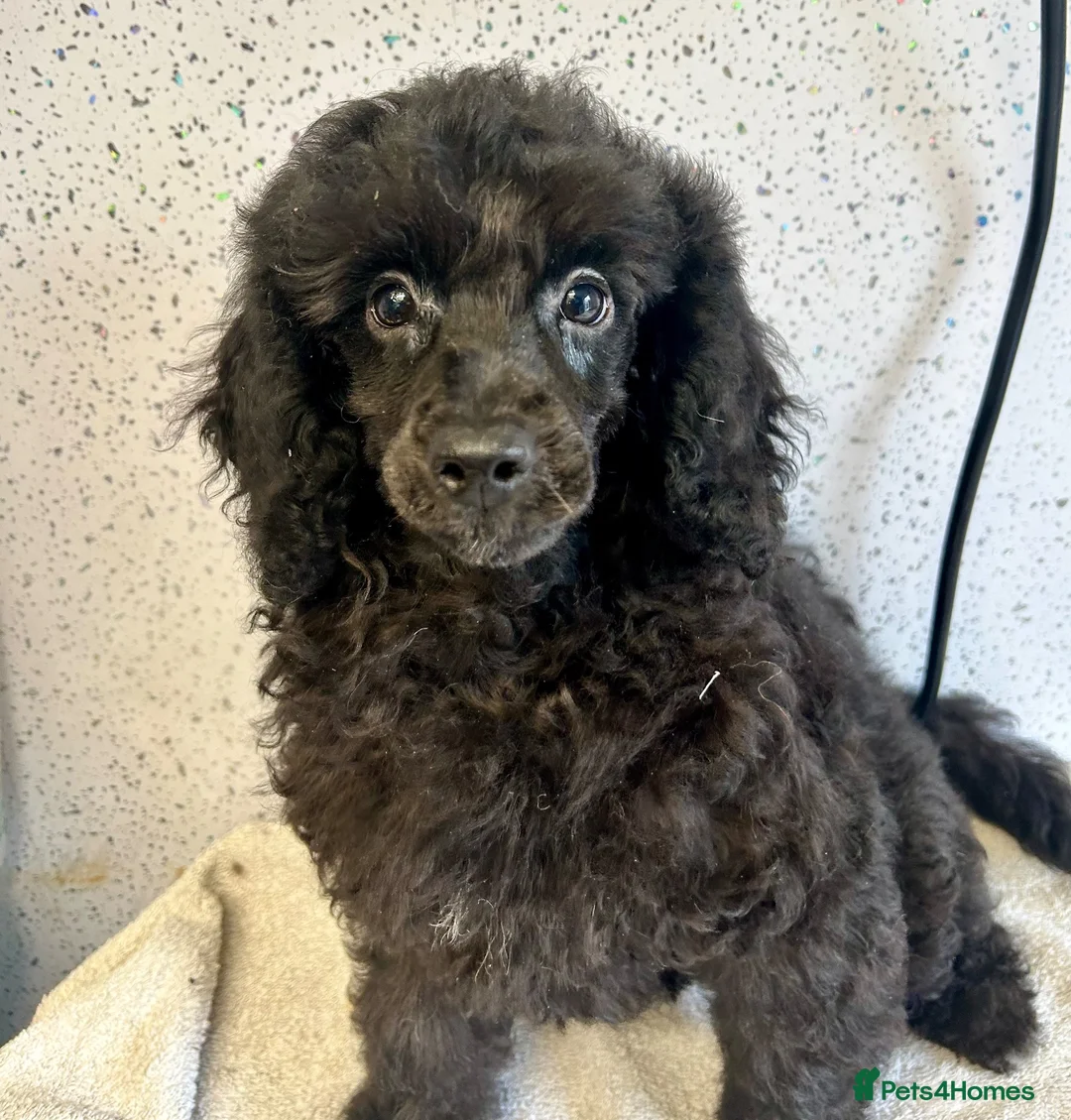 Toy Poodle dogs for sale: Three stunning toy poodle girls  - Advert 2