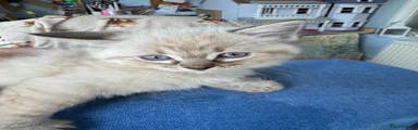 Ragdoll 2