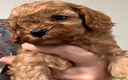 Cavapoo dogs for sale: Cavapoo crossed cavapoo f2 toy puppies - Image 9
