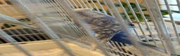 Budgerigars birds for sale: Mr Moh - Advert 2