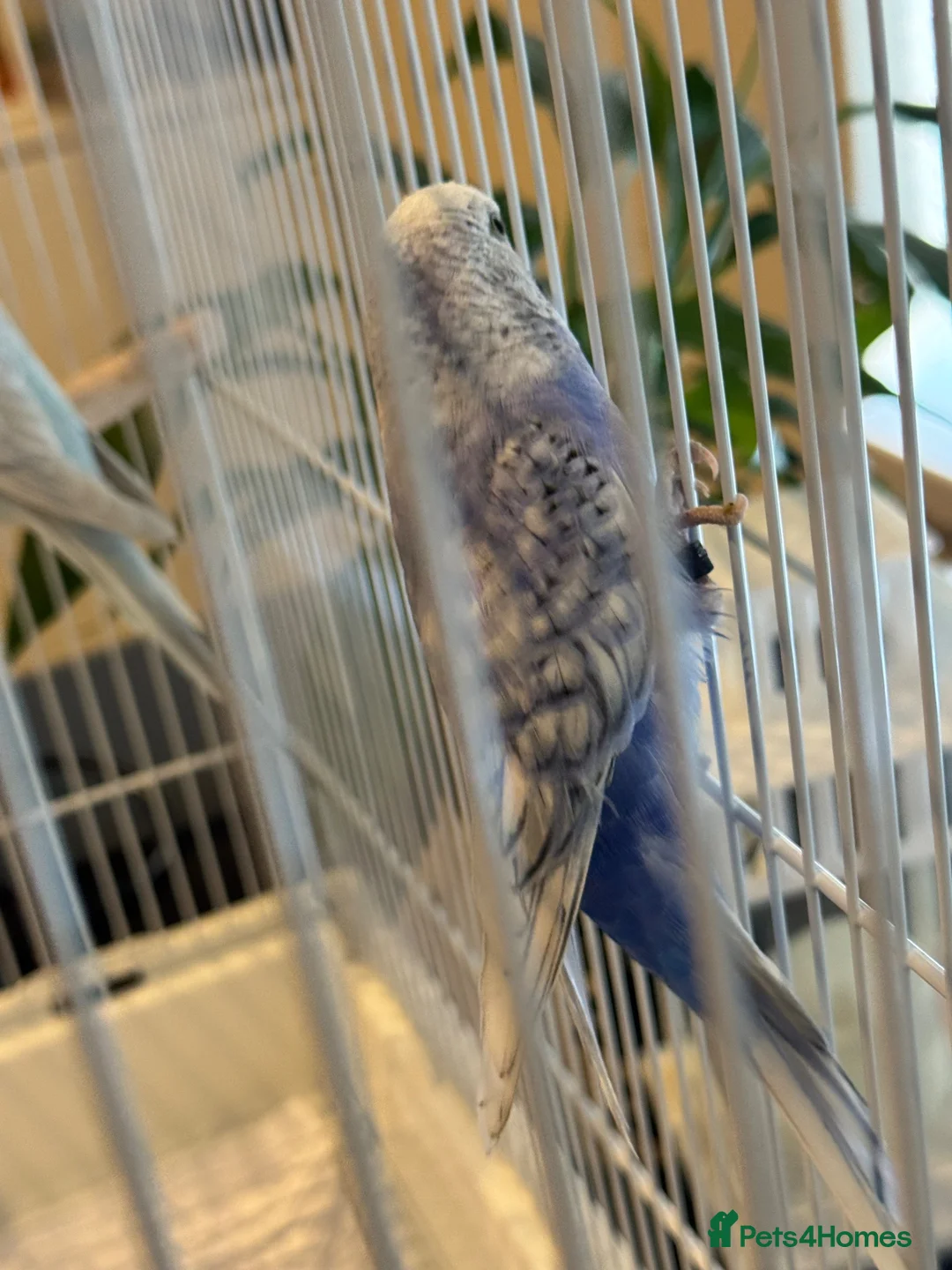 Budgerigars birds for sale: Mr Moh - Advert 2