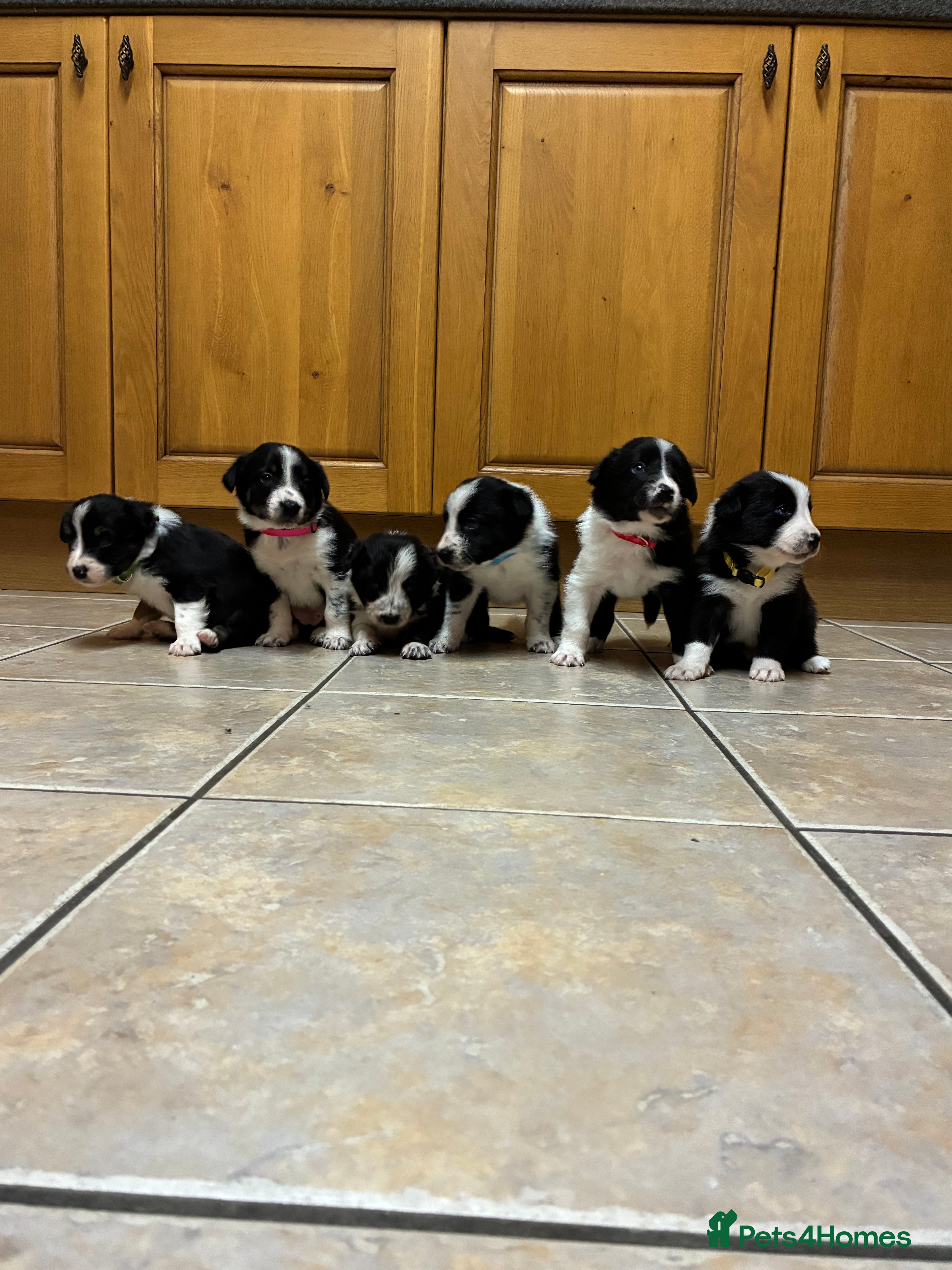 Border Collie dogs Border collie pups from Tyngraig Jock.  - Advert 18