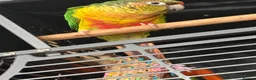 Conures birds for sale: Friendly 7 month old green cheek conure - Advert 1