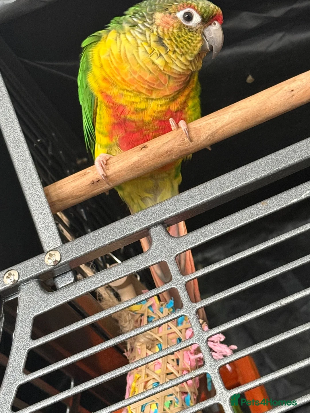 Conures birds for sale: Friendly 7 month old green cheek conure - Advert 1