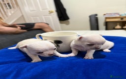 Chihuahua dogs for sale: Female chihuahua  - Image 9