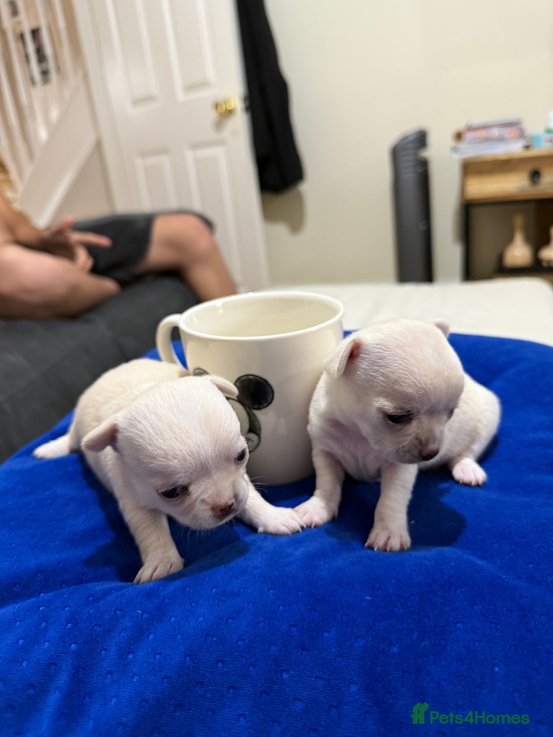 Chihuahua dogs for sale: Female chihuahua  - Image 9