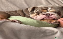 English Bulldog dogs for sale: Bulldog - Image 1