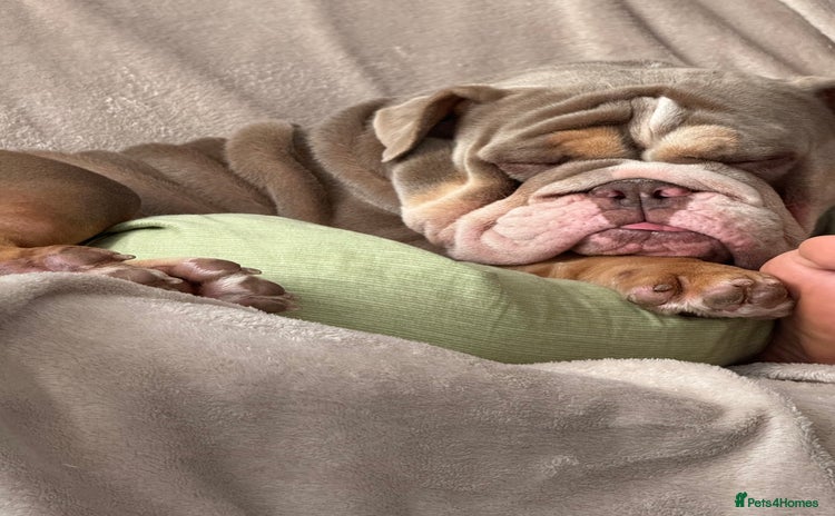 English Bulldog dogs - Advert 1