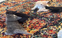 Maine Coon cats for sale: Half main coon kittens  - Image 9