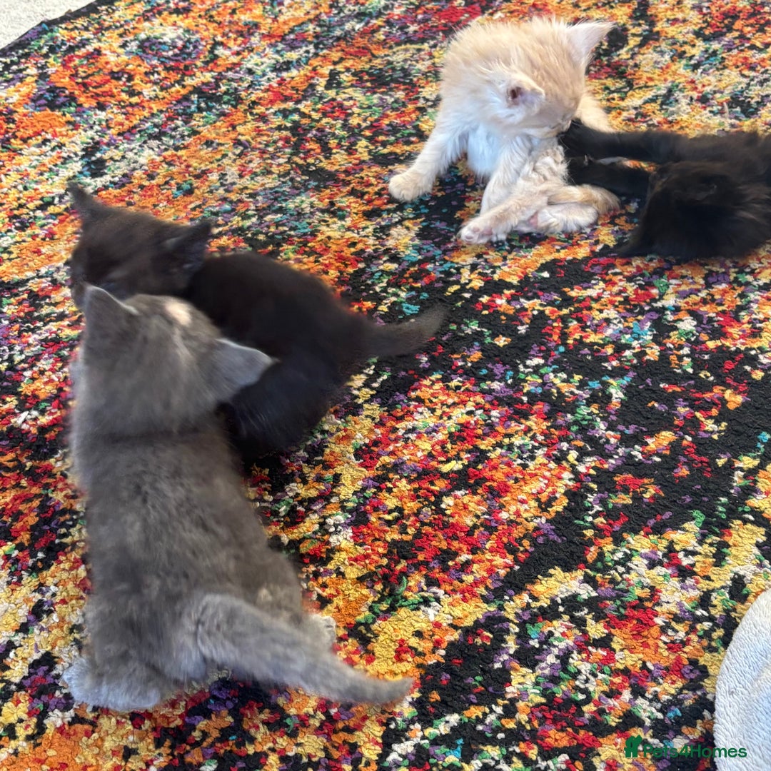 Maine Coon cats for sale: Half main coon kittens  - Image 9