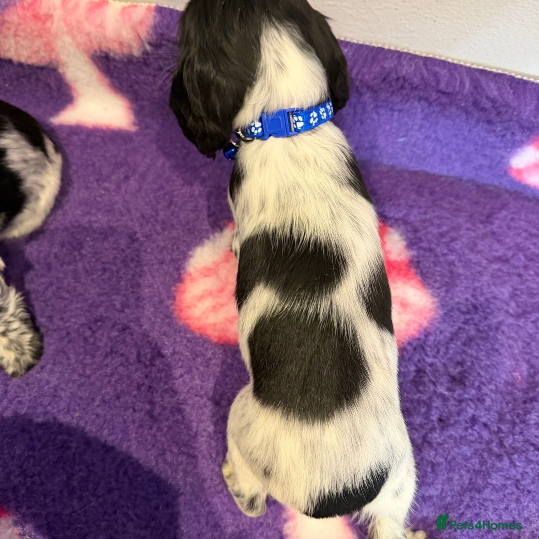 Cocker Spaniel dogs for sale: Stunning cocker spaniel pups  - Advert 19