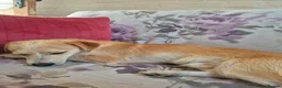 Mixed Breed dogs for adoption: Boba - Dereham Norfolk  in Dereham - Advert 9