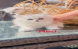 Scottish Fold cats for sale: 💞Beautiful Scottish Fold and Straight kittens🐾 - Image 1