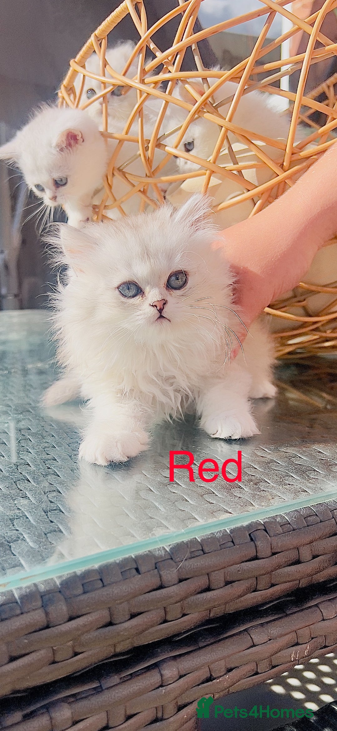Scottish Fold cats for sale: 💞Beautiful Scottish Fold and Straight kittens🐾 - Image 1