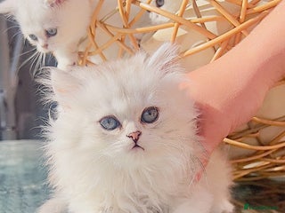 Scottish Fold cats 💞Beautiful Scottish Fold and Straight kittens🐾 - Advert 1