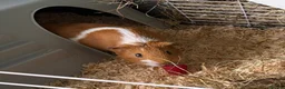 Guinea Pig rodents for sale:  Two Girl Guinea Pigs Brownie and Dusty with setup - Advert 9