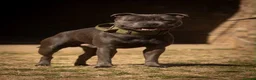 Staffordshire Bull Terrier dogs for stud: Amazing Blue Staffordshire Bull Terrier For Stud - Advert 4