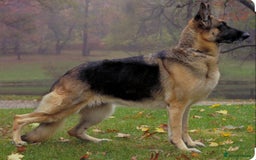 German Shepherd dogs for sale: Narla GSD puppy - Image 6