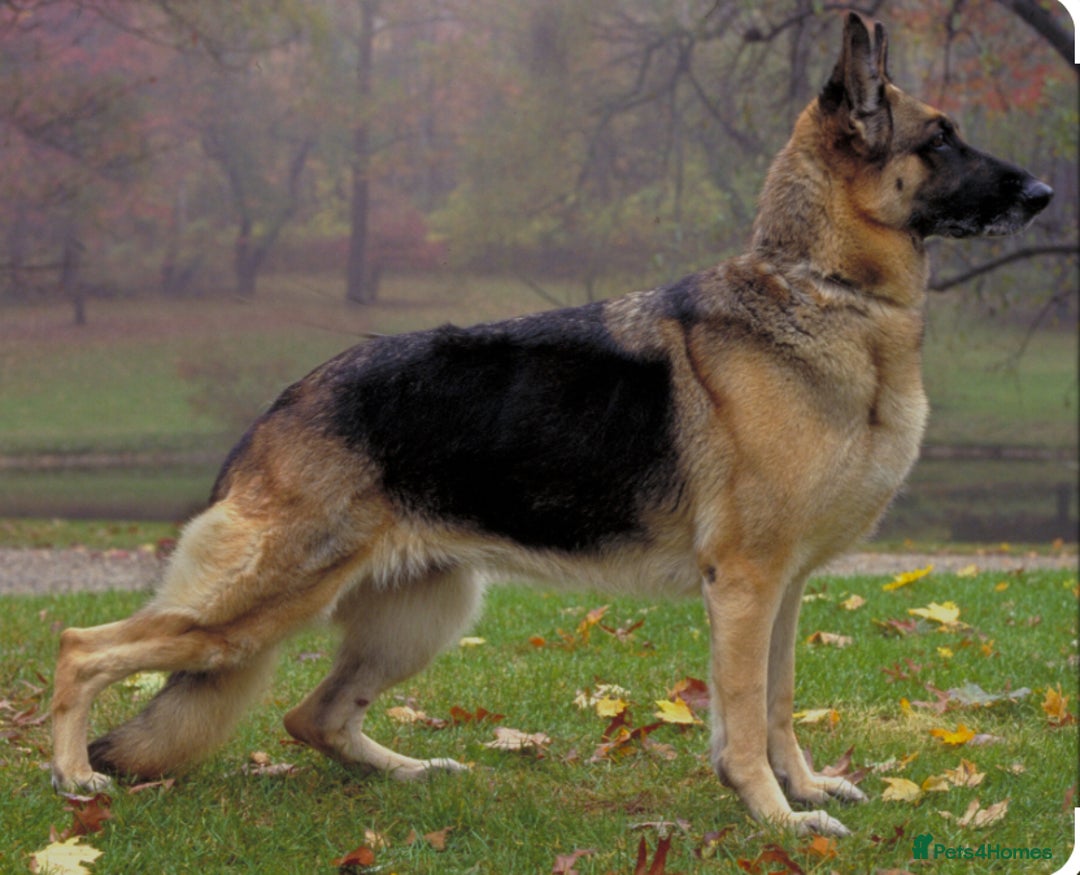 German Shepherd dogs for sale: Narla GSD puppy - Image 6