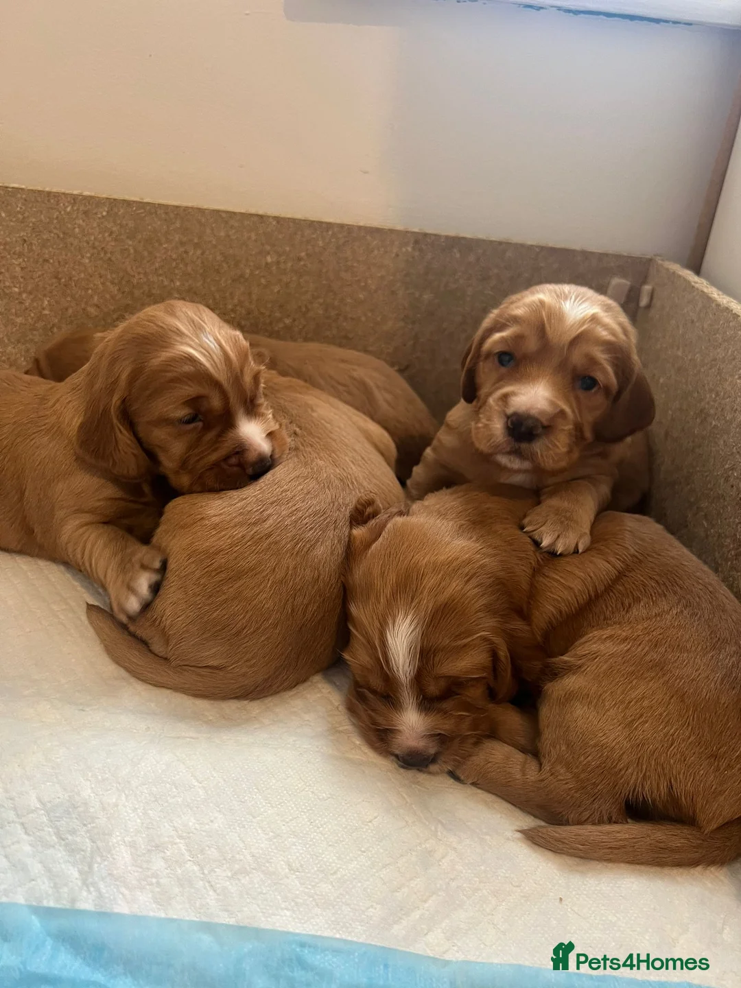 Cocker Spaniel dogs for stud: Experienced stud in Gloucester - Advert 12