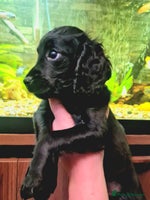 Cockapoo dogs - Advert 2