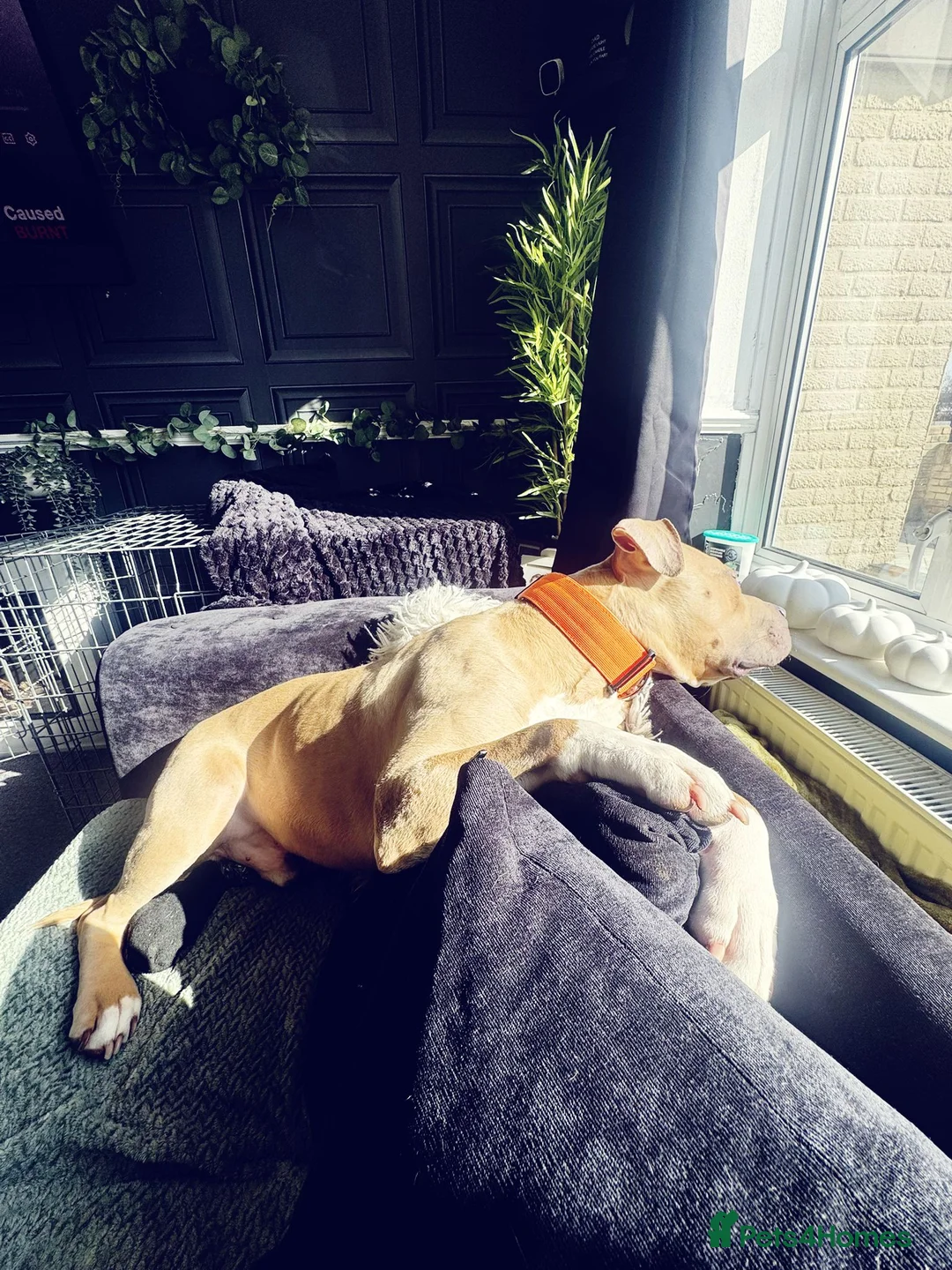 Staffordshire Bull Terrier dogs for adoption: Gorgeous staffie cross available for adoption  in Tilbury - Advert 6