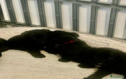 Miniature Schnauzer dogs for sale: 🐾🤎🐶Cavaschnauzer-Pups🐶🤎🐾 - Image 6