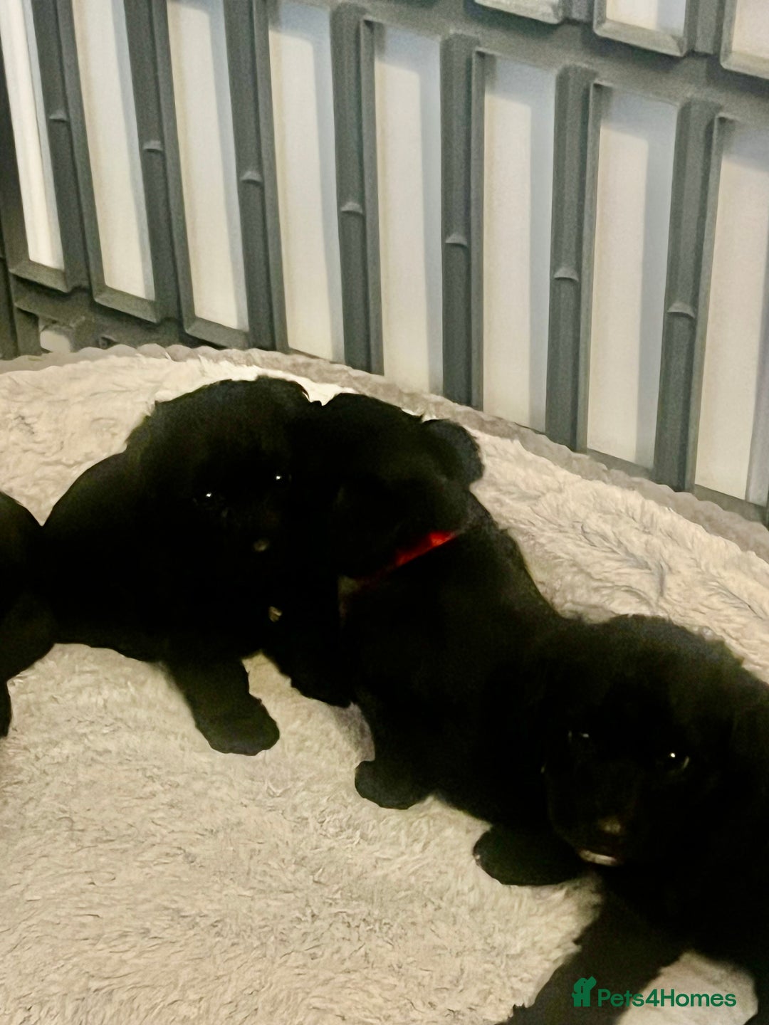 Miniature Schnauzer dogs for sale: 🐾🤎🐶Cavaschnauzer-Pups🐶🤎🐾 - Image 6