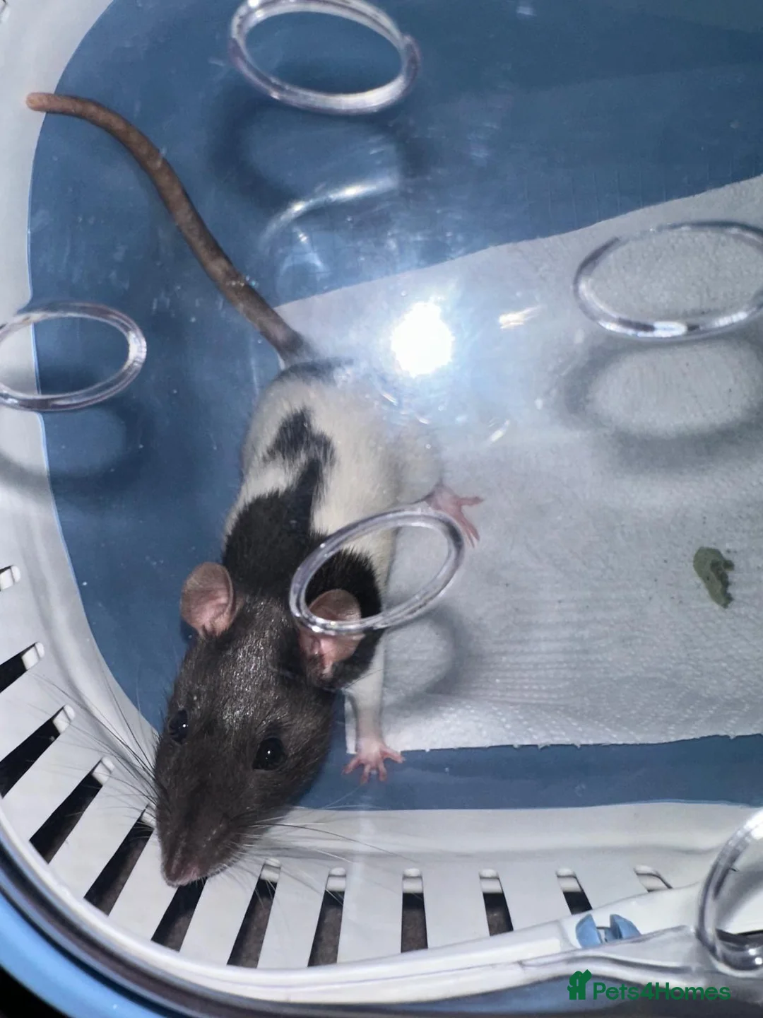 Rat rodents for sale: Female rat needs a home in Uxbridge - Advert 2