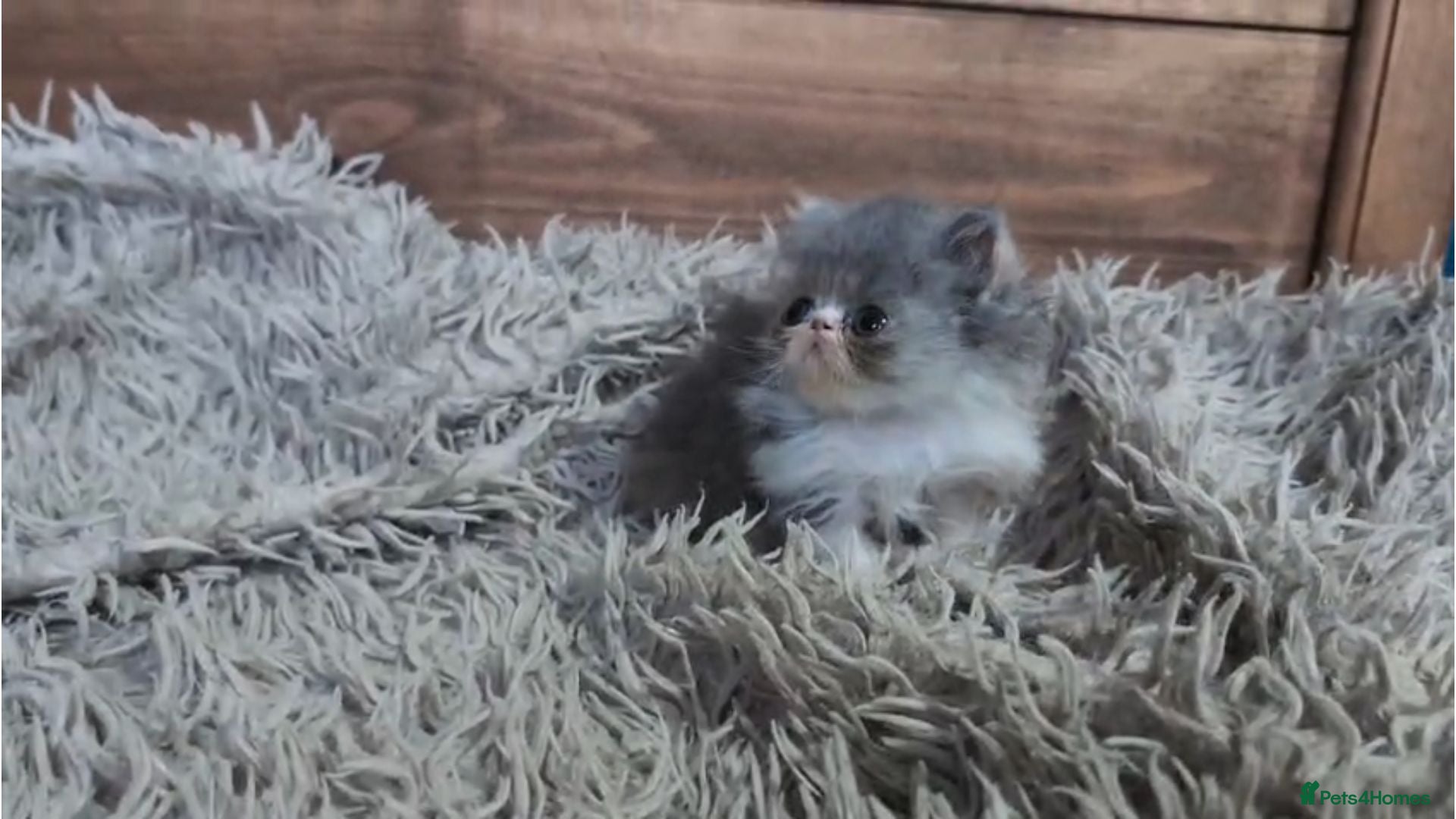 Persian cats 🐾 Beautiful Persian Kittens 🐾 - Advert 1