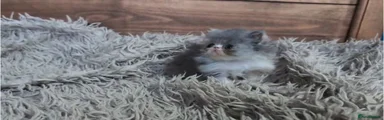 Grey tortie Girl Long Haired
