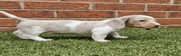 Miniature Dachshund dogs for stud: BLUE DAPPLE PIEBALD STUD CARRYING LONG HAIR CHOCO in Liverpool - Advert 31