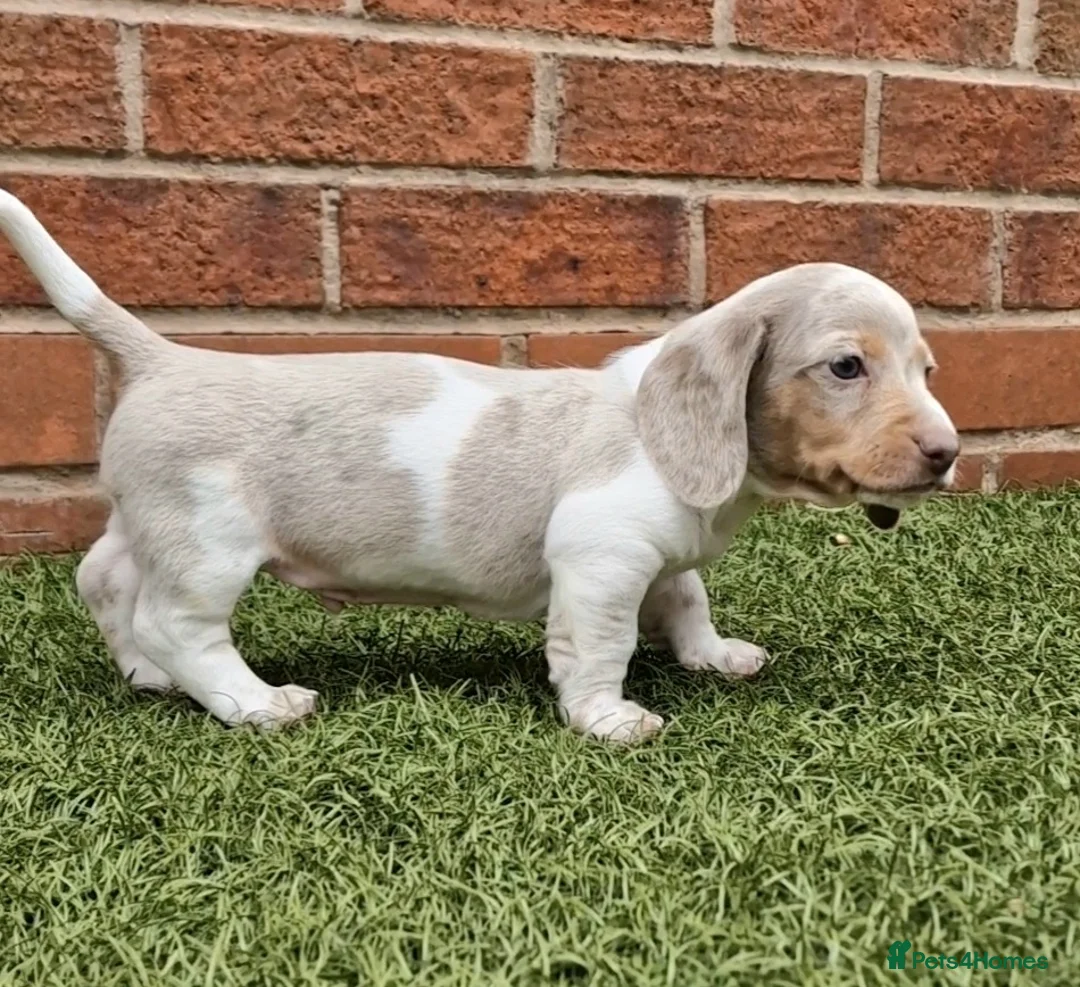 Miniature Dachshund dogs for stud: BLUE DAPPLE PIEBALD STUD CARRYING LONG HAIR CHOCO in Liverpool - Advert 31